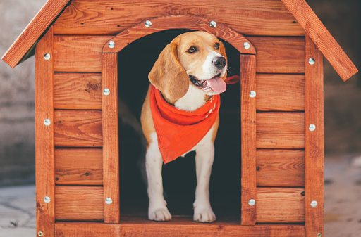 Qualities of the finest Pet Houses
